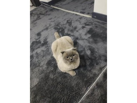 Scottish fold kedime dişi arıyoruz çiftleşecek