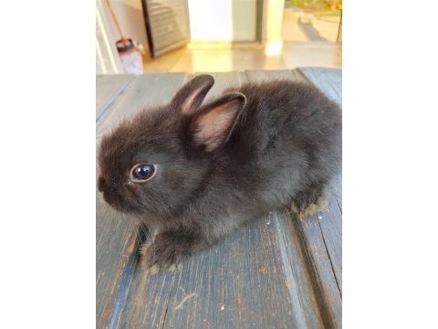 Netherland dwarf hollanda cücesi tavşan