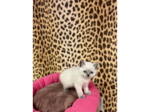Brıtısh shorthair blue point yavrularım 