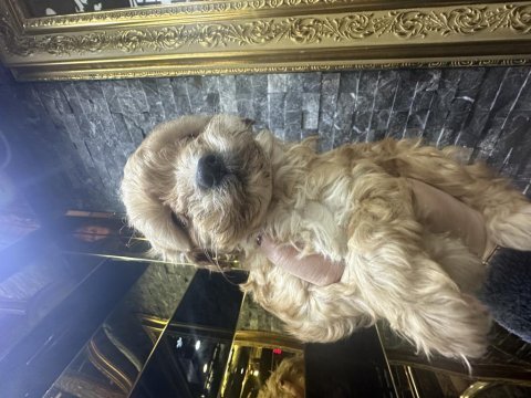 Maltipoo yavrusu köpeklerimiz