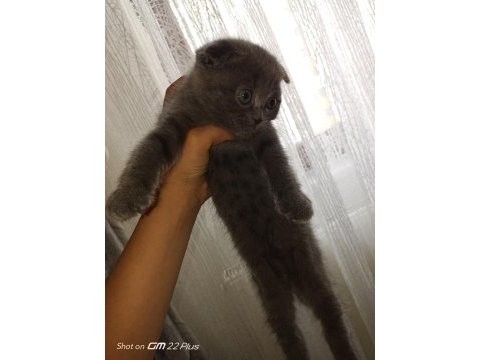 Dişi 2 adet scottish fold