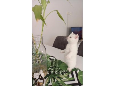 Konuşan kedi
