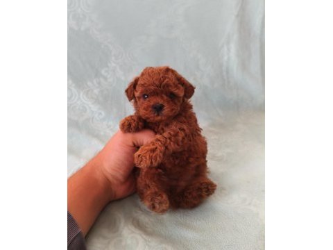 Poodle minişlerim
