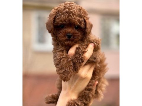 Toy poodle puppy