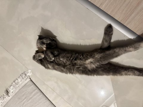 2 yaşında sakin sevimli cana yakın scottish fold