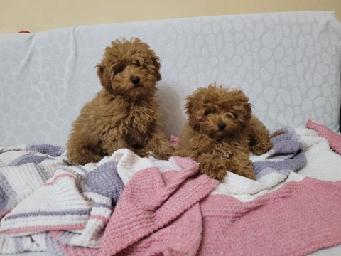 Dişi erkek kore baba toy anne poodle yavrular
