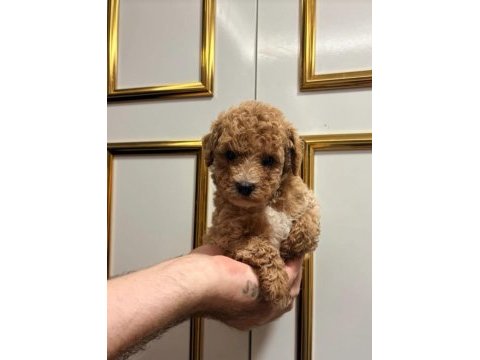 Bal poodle çocuklar