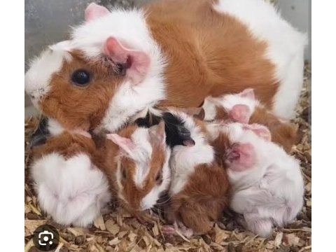 1 haftalık ginepig yavrular