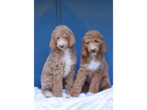 Kaliteli dev poodle yavrular