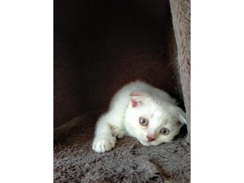 Kızımız yeni yuvasını arıyor scottish fold