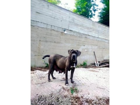 70 günlük dişi blue ve siyah cane corso yavrular