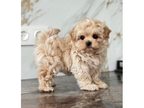 Maltipoo bebek surat ultra mini yavrularımız