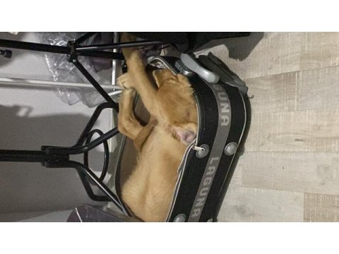 Safkan golden retriever oğlumuza dişi arıyoruz