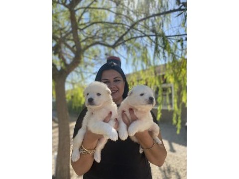 Sağlık ve ırk garantili samoyed yavrularım