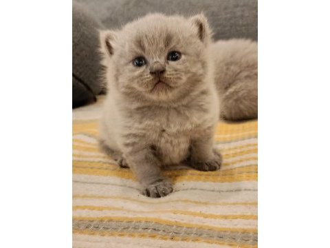 Duman rengi minnoş british shorthair yavrular