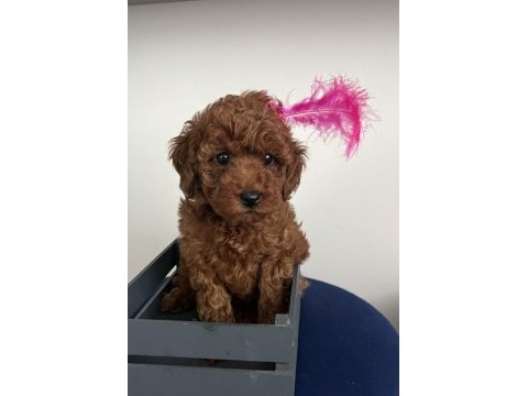 Toy poodle bebeklerim