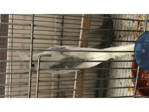 10 günlük pied lutino heavy albino sultan yavrular