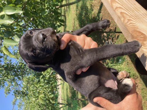 Dev panter siyah cane corso canavarlar