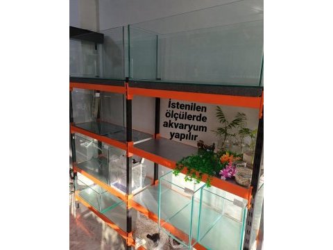 Muhabbet kuşu yavru veya yetişkin