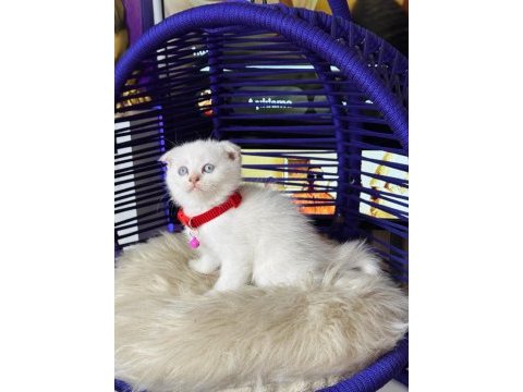 Scottish fold blue point
