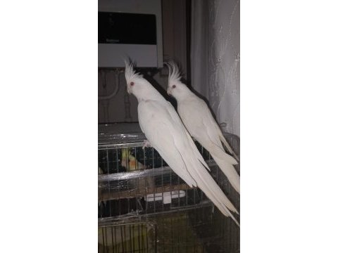 Albino sultan papağanı