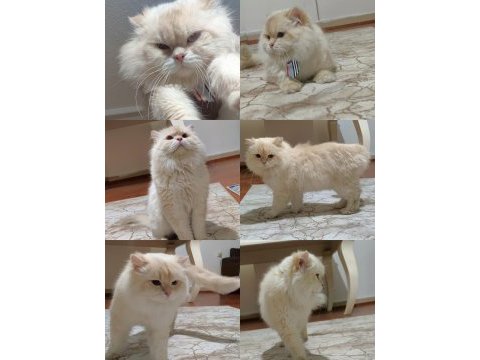Full şecereli british longhair cy1233 yetişkin erkek