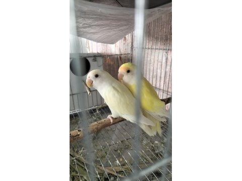 Takım sevda papağanı