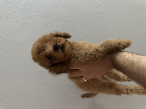 Kilo boy garantili toy poodle