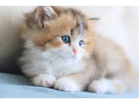 3 aylık british longhair bicolor erkek