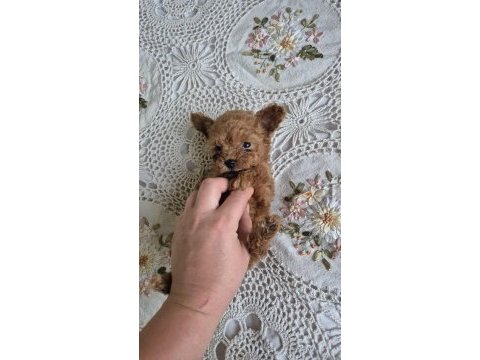 Seker mınık poodle köpekler