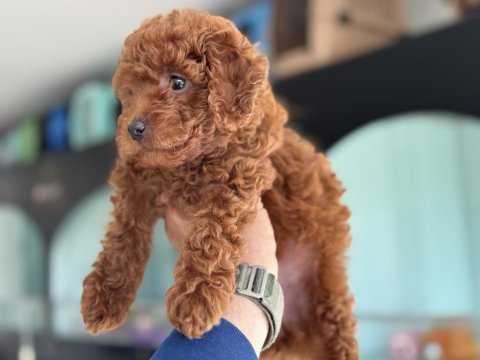Petmode köpek çiftliğinde ziyarete toy poodle