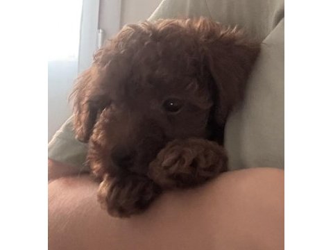 Korean toy poodle