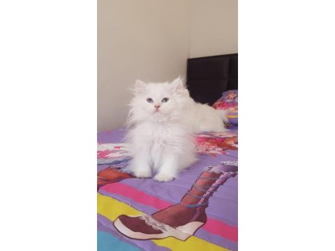 British longhair silver