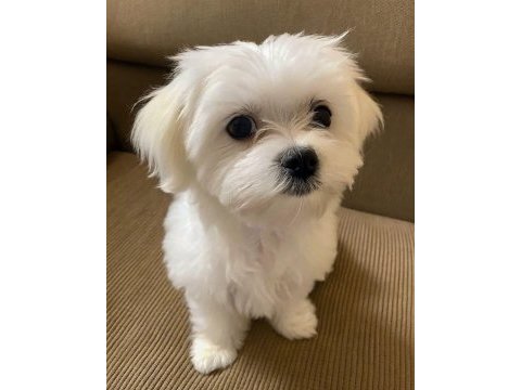 Maltese terrier xs teacup büyümeyen bebeklerim