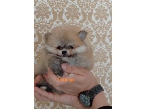 Pomeranian boo teacup yavrular