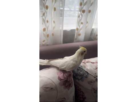 Çok konuşan kuşumuz geveze ilanda