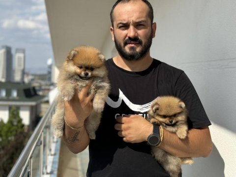 Pomeranian teddy sizler için ankarada
