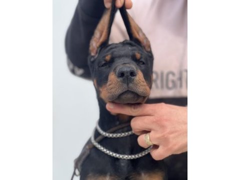 Europan fci federasyonlu doberman yavruları