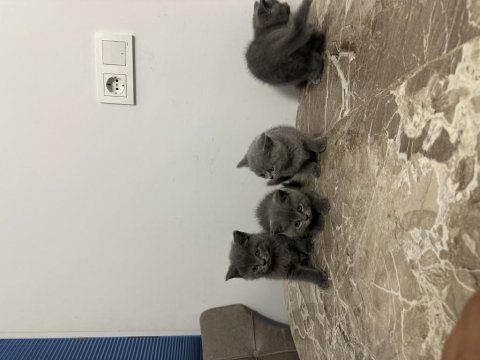4 adet 50 günlük british shorthair sahiplendirilecektir