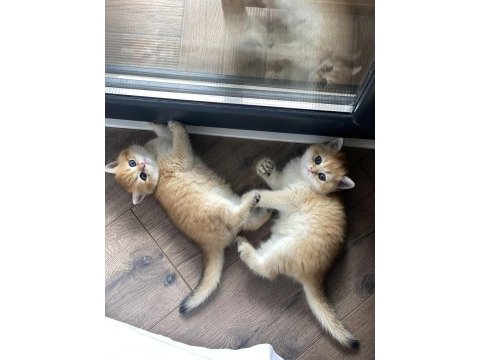 British shorthair golden