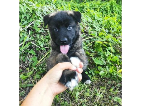 Amerikan akita yavrumuz yeni sahibini arıyor