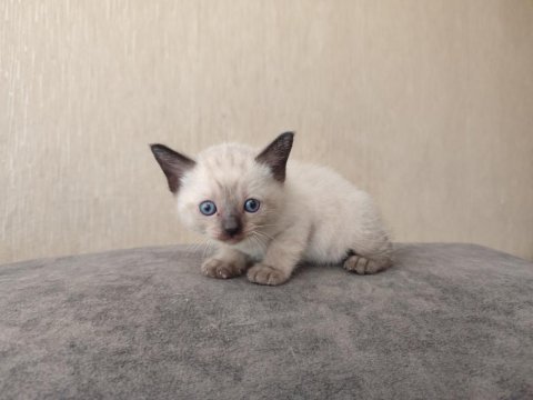 Dişi ve erkek siyam kedisi yavru