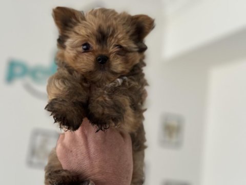 Wc eğitimli en güzel morkie yavrularımız