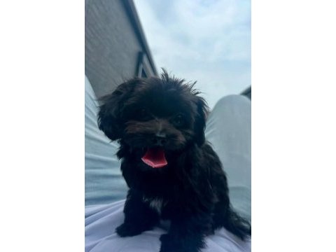Uyguna black maltipoo yavru