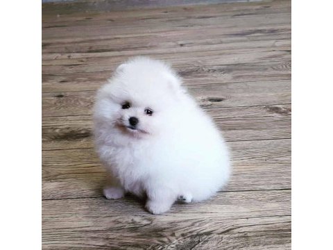Pomeranian boo yavruları