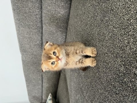 Golden scottish fold