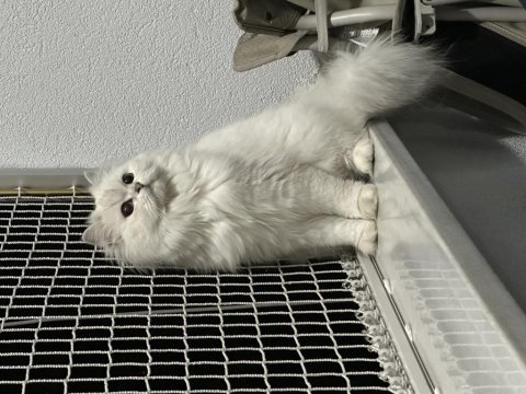 British longhair silver point mavi göz