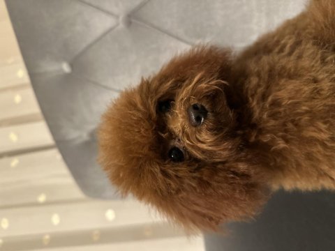Kore toy poodle yavrular