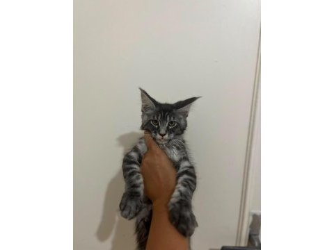 Safkan main coon yavruları anne ve baba scr kayıtlı