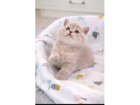 British shorthair kedisi denizli